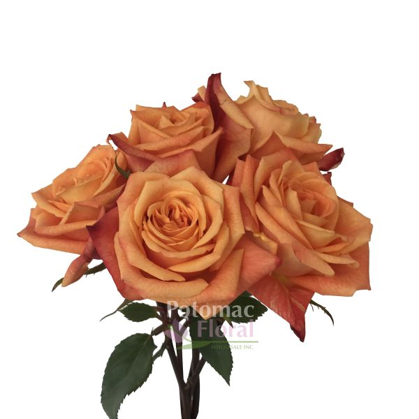 Sunset Glory Rose, Orange, 50-60cm - Potomac Floral Wholesale